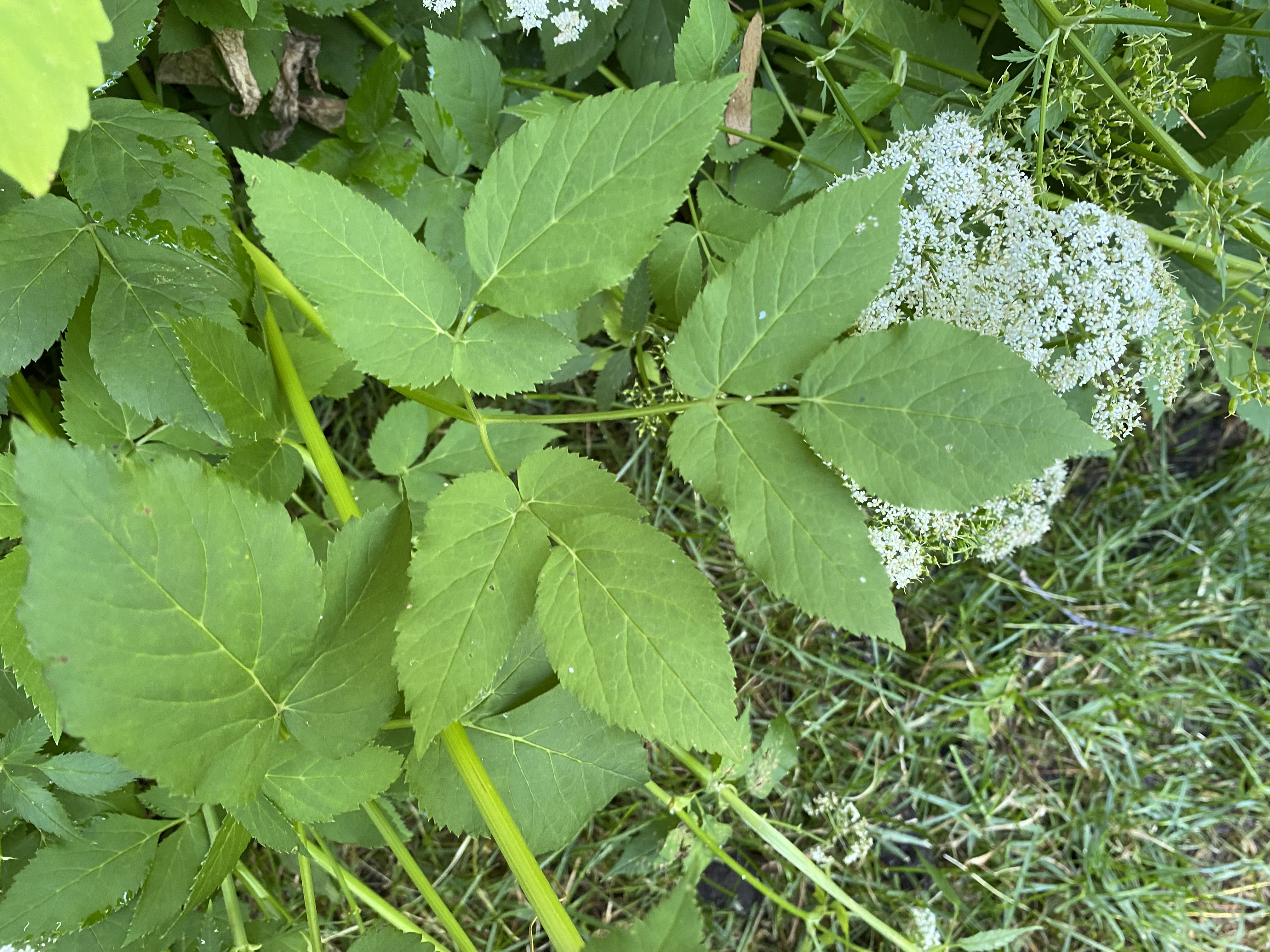 Goutweed leaves